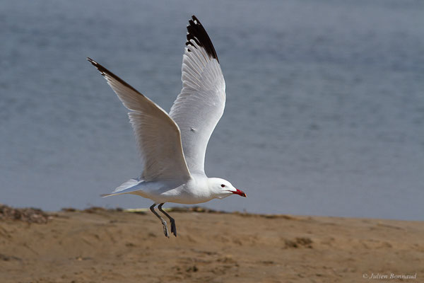 Goéland d'Audouin — Ichthyaetus audouinii (Payraudeau, 1826), (Parc Naturel du Delta de l'Ebre (Catalogne), Espagne, le 06/06/2022)