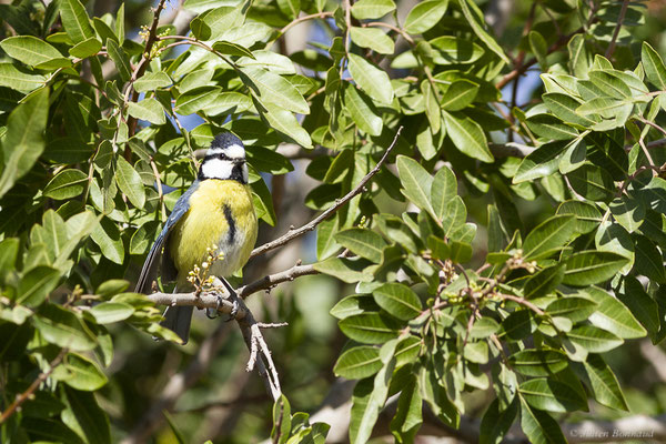 Mésange nord-africaine — Cyanistes teneriffae (Lesson, 1831), (Betancuria, Fuerteventura, (Iles Canaries, Espagne), le 17/02/2022)