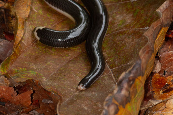 Typhlops réticulé — Amerotyphlops reticulatus (Linnaeus, 1758), (Montsinéry, Guyane, le 13/04/2017)