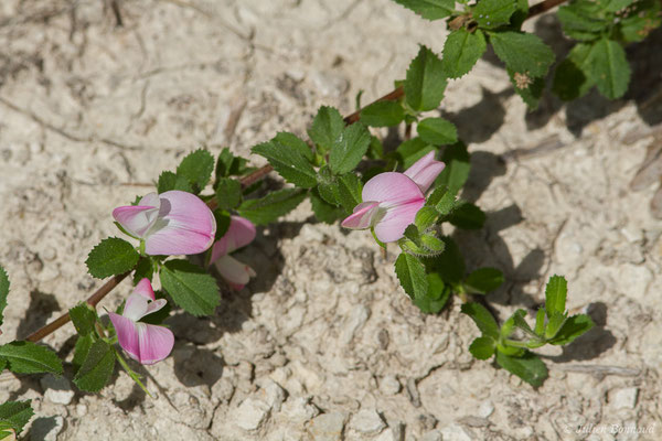 Bugrane épineuse, Arrête-boeuf — Ononis spinosa L., 1753