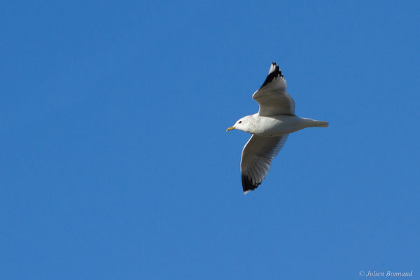 Goéland cendré — Larus canus Linnaeus, 1758, (Hillion, Baie de Saint-Brieuc (22), France, le 11/01/2018)