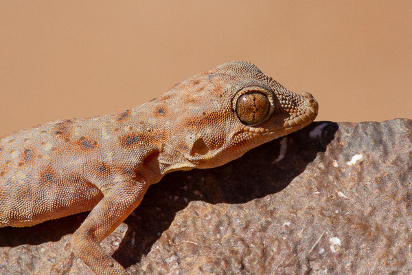 Gecko palmé d'Oudri — Ptyodactylus oudrii Lataste, 1880, (Msseyed (Guelmim-Oued Noun), Maroc, le 27/01/2024)