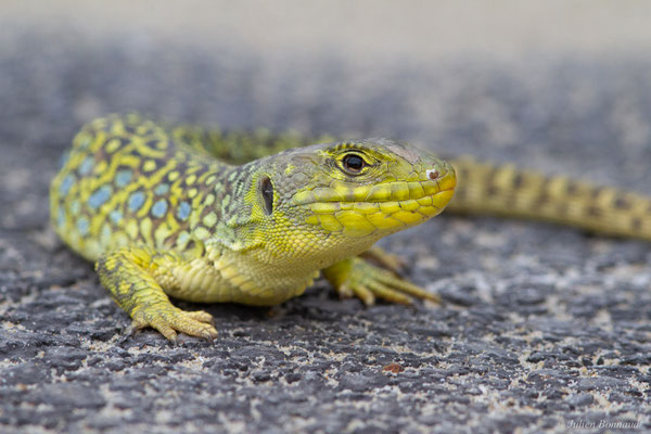 Lézard ocellé — Timon lepidus (Daudin, 1802), (femelle adulte), (Tarnos (64), France), le 05/06/2025)