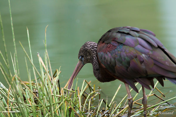 Ibis falcinelle — Plegadis falcinellus (Linnaeus, 1766), (adulte) (Parc zoologique de Paris (75), France, le 24/11/2016)