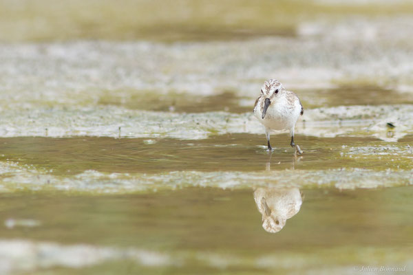 Bécasseau semipalmé — Calidris pusilla (Linnaeus, 1766)