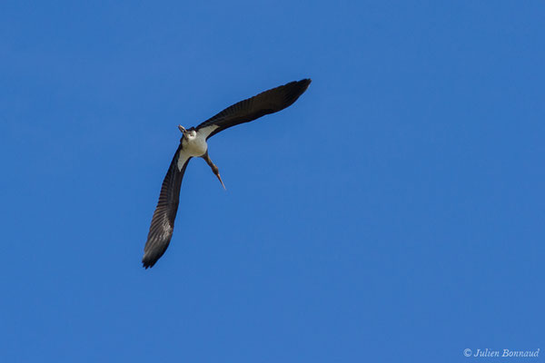 Cigogne noire — Ciconia nigra (Linnaeus, 1758), (Tudela (Navare), Esapgne, le 30/09/2021)