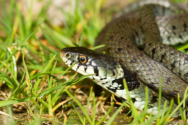 Couleuvre helvétique — Natrix helvetica (Lacepède, 1789)