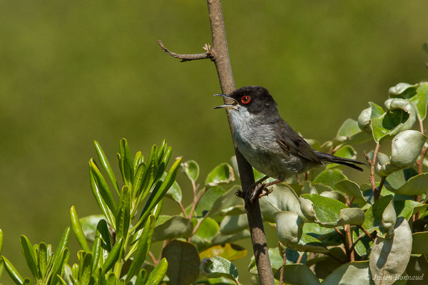 Fauvette mélanocéphale — Sylvia melanocephala (Gmelin, JF, 1789), (mâle adulte) (Bidart (64), France, le 22/05/2019)