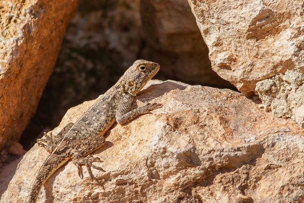 Agame de Bibron — Agama impalearis Boettger, 1874