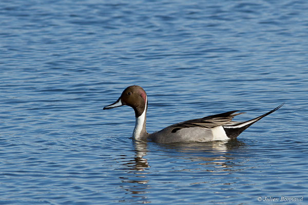 Canard pilet — Anas acuta Linnaeus, 1758