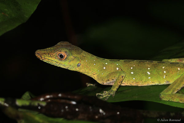 Anolis ponctué — Dactyloa punctata (Daudin, 1802), (adulte), (Crique Gervais, Saint-Laurent-Du-Maroni, Guyane, le 17/03/2016)