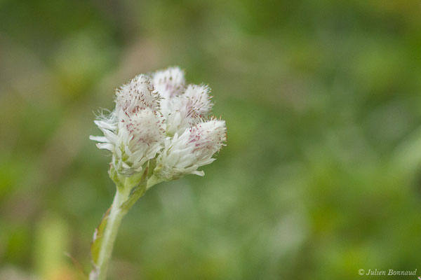 Gnaphale dioïque — Antennaria dioica (L.) Gaertn., 1791, (Station de ski de Gourette, Eaux Bonnes (65), France, le 15/06/2020)