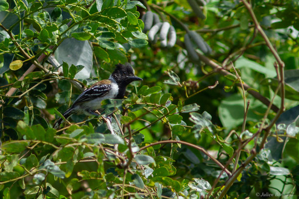 Batara huppé — Sakesphorus canadensis (Linnaeus, 1766), (Mana, Guyane, le 19/08/2016)