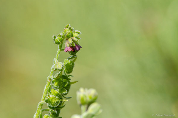 Cynoglosse officinale — Cynoglossum officinale L., 1753, (Col de Puymorens, Porté-Puymorens (66), le 11/07/2023)