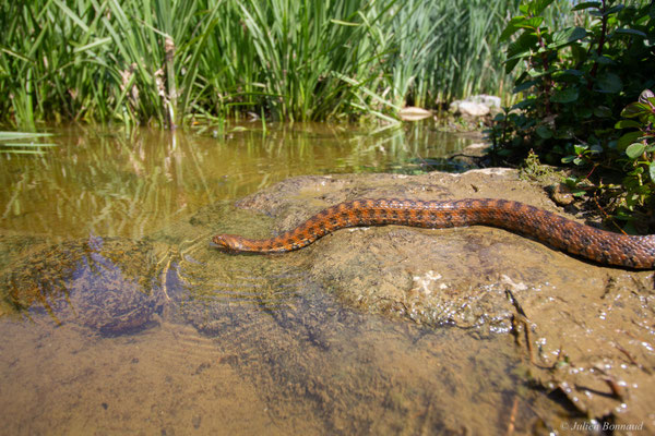 Couleuvre vipérine — Natrix maura (Linnaeus, 1758)