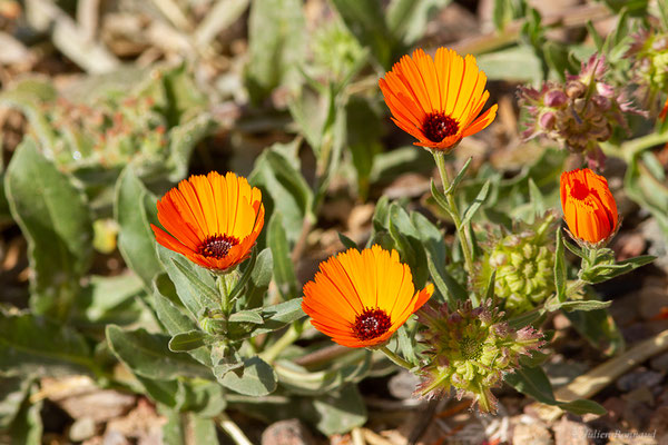 Souci des champs — Calendula arvensis L., 1763, (Parc national de Souss-Massa, Sidi Binzarne, Maroc, le 02/02/2023)