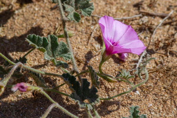 Liseron fausse guimauve — Convolvulus althaeoides L., 1753