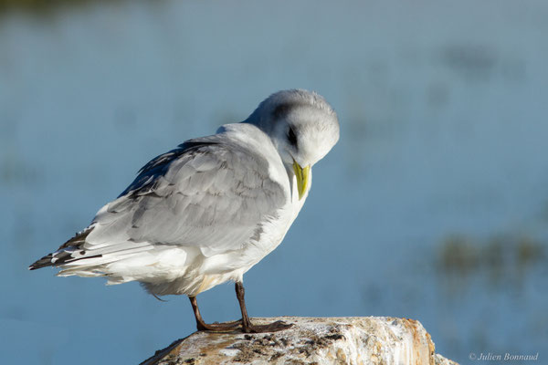 Mouette tridactyle — Rissa tridactyla (Linnaeus, 1758)