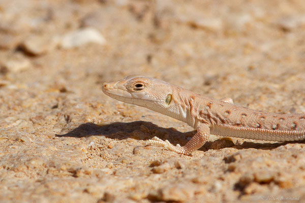 Eremias à taches rouges — Mesalina rubropunctata (Lichtenstein, 1823)