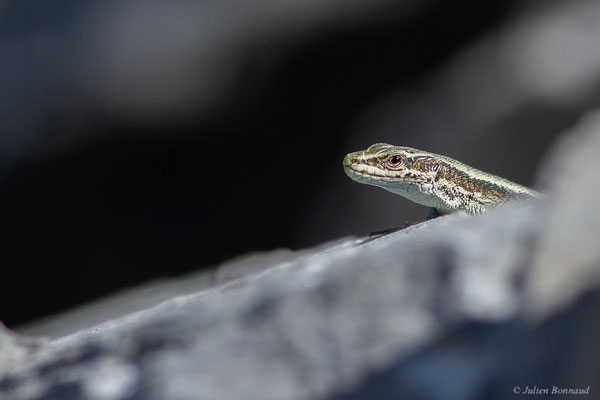 Lézard de Bonnal — Iberalacerta bonnali (Lantz, 1927), (station de ski de Gourette, Eaux-Bonnes (64), France, le 10/08/2022)