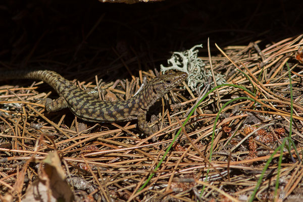 Lézard de Bedriaga — Archaeolacerta bedriagae (Camerano, 1885), (Foret d'Aitone, Évisa (2A), France, le 11/09/2019)