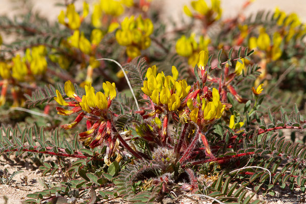 Astragalus caprinus subsp. caprinus L.