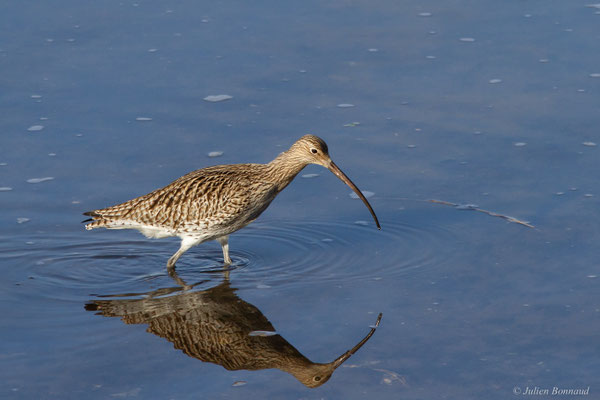 Courlis cendré — Numenius arquata (Linnaeus, 1758)