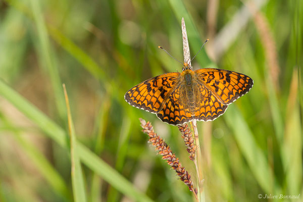 Mélitée des Centaurées ou Grand Damier — Melitaea phoebe (Denis & Schiffermüller, 1775), (Parbayse (64), France, le 21/05/2020)