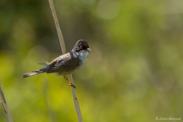 Fauvette mélanocéphale — Sylvia melanocephala (Gmelin, JF, 1789), (mâle adulte) (Bidart (64), France, le 22/05/2019)