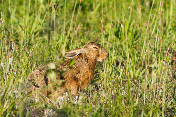 Lièvre d'Europe — Lepus europaeus Pallas, 1778