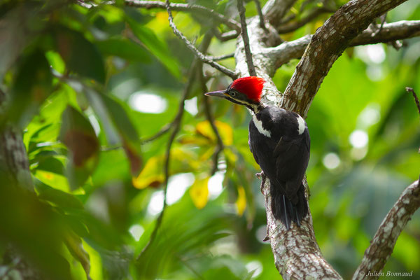 Pic ouentou — Dryocopus lineatus (Linnaeus, 1766), (Remire-Montjoly, Guyane, le 01/04/2017)