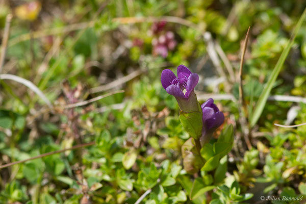 Gentianelle des champs — Gentianella campestris (L.) Börner, 1912, (Station de ski de Gourette, Euax-Bonnes (64), France le 05/08/2021)