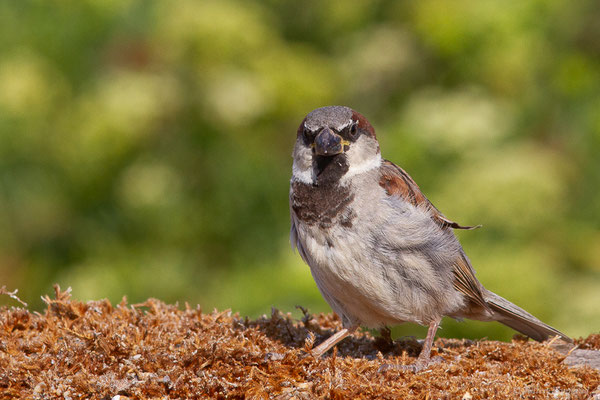 Moineau domestique — Passer domesticus (Linnaeus, 1758)
