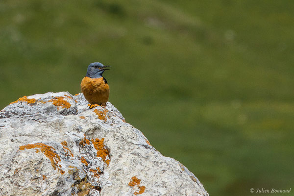 Monticole de roche — Monticola saxatilis (Linnaeus, 1766), (mâle adulte) (Col du Pourtalet, Laruns (64), France, le 22/06/2019)