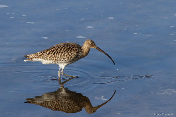 Courlis cendré — Numenius arquata (Linnaeus, 1758)