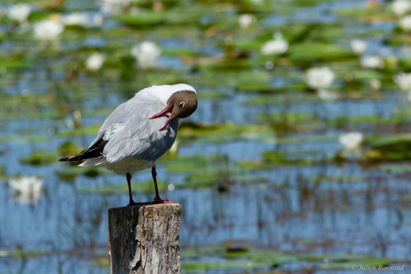 Mouette rieuse — Chroicocephalus ridibundus (Linnaeus, 1766)