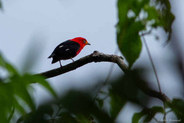 Manakin auréole — Pipra aureola (Linnaeus, 1758)