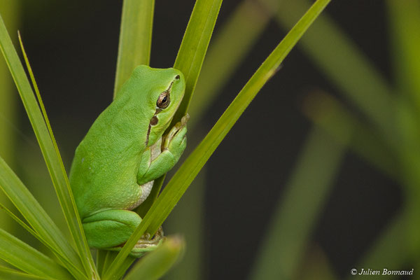 Rainette méridionale – Hyla meridionalis Böttger, 1874, (Ger (64), France, le 08/10/2017)