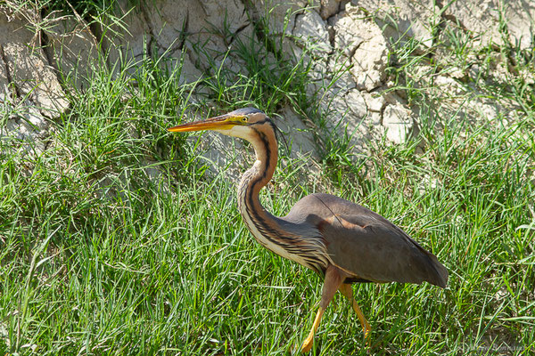 Héron pourpré — Ardea purpurea Linnaeus, 1766, (Parc Naturel du Delta de l'Ebre (Catalogne), Espagne, le 05/06/2022)