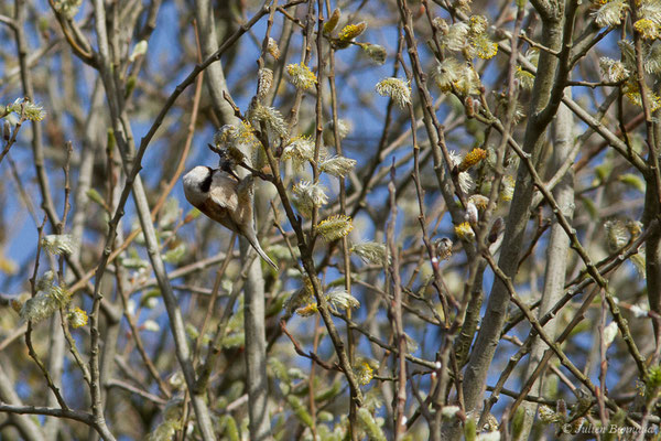 Rémiz penduline — Remiz pendulinus (Linnaeus, 1758), (Réserve ornithologique Terre d'Oiseaux, Braud-et-Saint-Louis (33), France, le 07/03/2019)