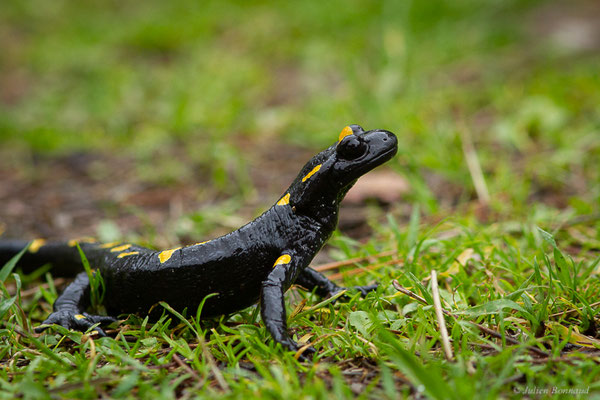 Salamandre nord-africaine — Salamandra algira Bedriaga, 1883