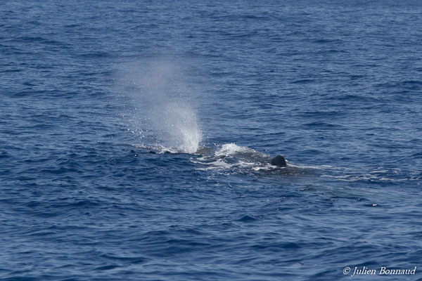 Cachalot, Cachalot macrocéphale ou Grand cachalot – Physeter macrocephalus Linnaeus, 1758, (au large de Deshaies, Basse-Terre le 22/05/2016)