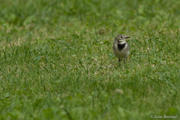 Bergeronnette grise — Motacilla alba Linnaeus, 1758, (juvénile) (Ger (64), France, le 19/10/2017)