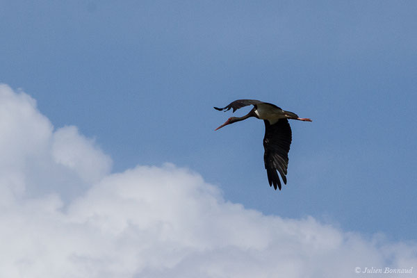 Cigogne noire — Ciconia nigra (Linnaeus, 1758), (Parc National de Monfragüe (Estrémadure), Espagne, le 12/08/2020)