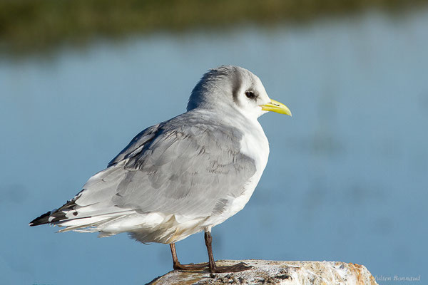 Mouette tridactyle — Rissa tridactyla (Linnaeus, 1758), (Guiche (64), France, le 10/12/2022)