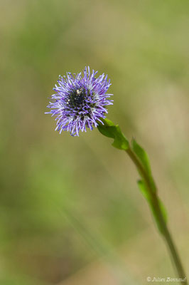 Globulaire commune — Globularia vulgaris L., 1753, (Pihourc, Saint-Godens (31), France, le 21/05/2018)