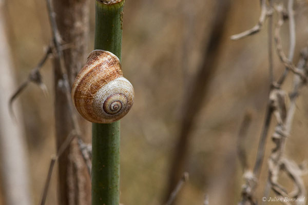 Otala de Catalogne — Otala punctata (O.F. Müller, 1774)
