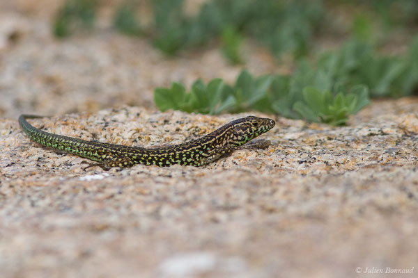 Lézard tyrrhénien — Podarcis tiliguerta (Gmelin, 1789), (Îles Lavezzi, Bonifacio (2A), France, le 07/09/2019)