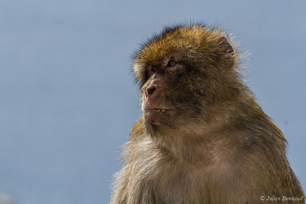 Magot, Macaque berbère, Macaque de Barbarie — Macaca sylvanus (Linnaeus, 1758)