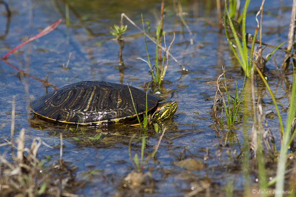 Trachémyde à tempes rouges ou Tortue de Floride — Trachemys scripta elegans (Wied, 1839), (Lacq (64), France, le 20/03/2019)